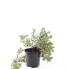 Potentilla f. 'Elizabeth'