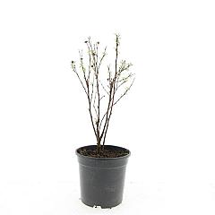 Potentilla f. 'Jackman's Variety'