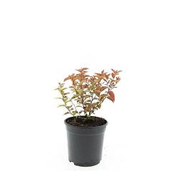 Spiraea japonica 'Firelight'