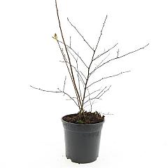 Spiraea vanhouttei