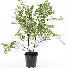 Symphoricarpos ch. 'Hancock'