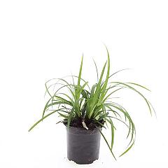 Carex morrowii 'Irish Green'