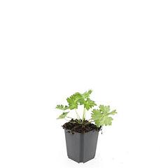 Geranium 'Rozanne'