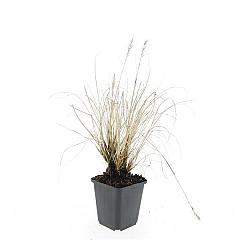Pennisetum al. 'Hameln'