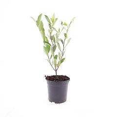 Aronia melanocarpa 'Hugin'