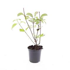 Cornus alba 'Kesselringii'