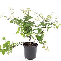Kolkwitzia amabilis