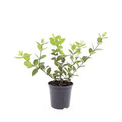 Lonicera fragrantissima