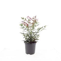 Nandina domestica Obsessed