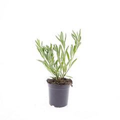 Prunus pumila depressa