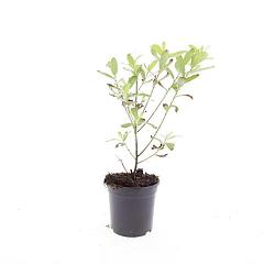 Salix gracilistyla 'Mt Aso' ®