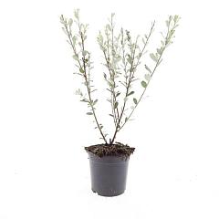Salix repens