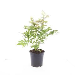 Sorbaria sorbifolia 'Sem'