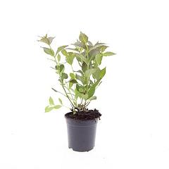 Weigela florida 'Tango'