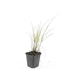 Calamagrostis acut. 'Karl Foerster'