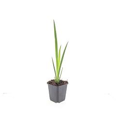 Iris pseudacorus