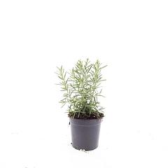 Rosmarinus officinalis
