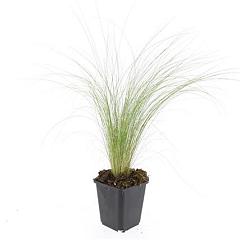Stipa tenuissima 'Ponytails'