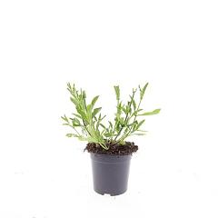 Verbena bonariensis