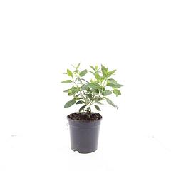Viburnum tinus