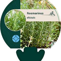 Rosmarinus officinalis