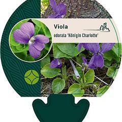 Viola odorata 'Königin Charlotte'