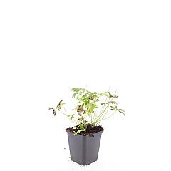 Geranium cantabrig. 'Cambridge'