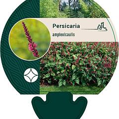 Persicaria amplexicaulis