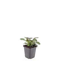Ajuga reptans 'Catlin's Giant'