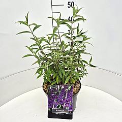 Buddleja d. 'Black Knight'