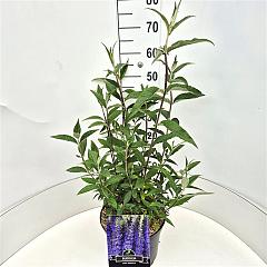 Buddleja d. 'Empire Blue'