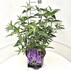 Buddleja d. 'Ile de France'