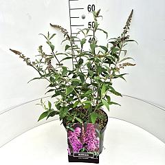 Buddleja d. 'Pink Delight'