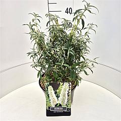Buddleja d. 'White Profusion'