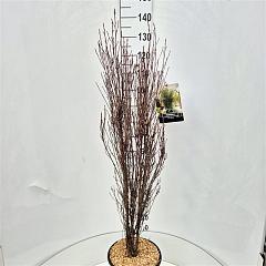 Frangula alnus Fine Line
