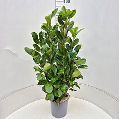 Prunus l. 'Rotundifolia'