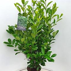 Prunus l. 'Rotundifolia'