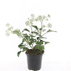 Hedera hel. 'Arborescens'