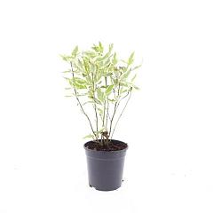 Cornus alba 'Elegantissima'