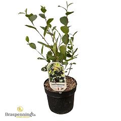 Aronia prunifolia 'Nero'