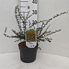 Berberis stenophylla