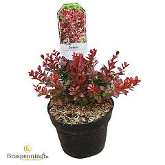 Berberis thunb. 'Atropurpurea Nana'