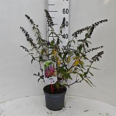 Buddleja d. 'Flower Power'