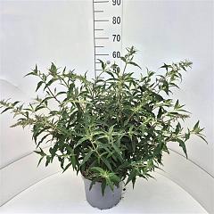 Buddleja d. 'Lilac Chip'