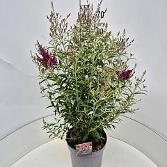 Buddleja d. 'Octopus Magenta'