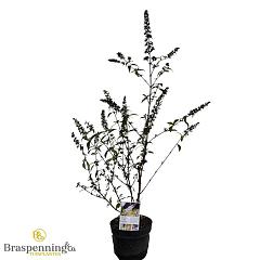 Buddleja d. 'Pink Panther' ®
