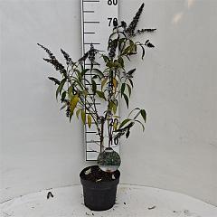 Buddleja d. 'Sugar Plum'