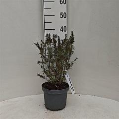 Buddleja d. 'Summer Bird'®