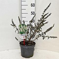 Buddleja 'White Ball'