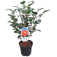 Camellia j. 'Blood of China'